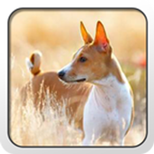 Basenji Theme - Nova/ADW/GO icon