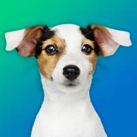 Dog Quiz: Guess the Breed — Game, Pictures, Test