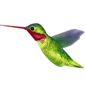 Humming Bird icon