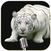 Talking Tiger Don icon
