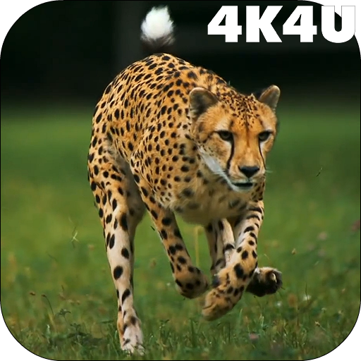 4K Cheetah Sprint Live Wallpaper icon