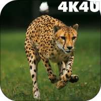 4K Cheetah Sprint Live Wallpaper on 9Apps