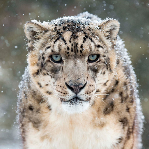 Snow Leopard Wallpapers icon