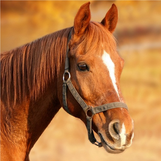 Horse Sounds icon