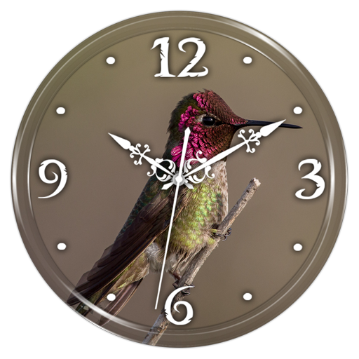 Hummingbird Clock Live WP icon