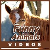 Funny Animal Compilation Videos icon