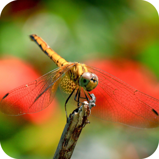 Dragonfly Wallpaper HD icon