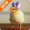 Chick Wallpapers أيقونة