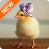 Chick Wallpapers on 9Apps