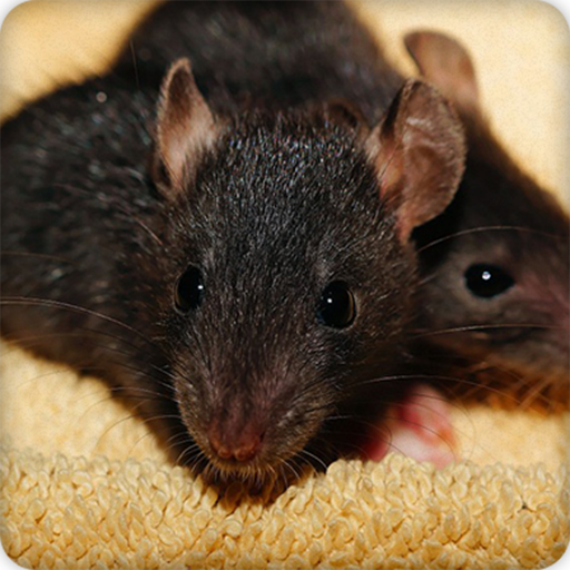 Rat Sounds Ringtone icon