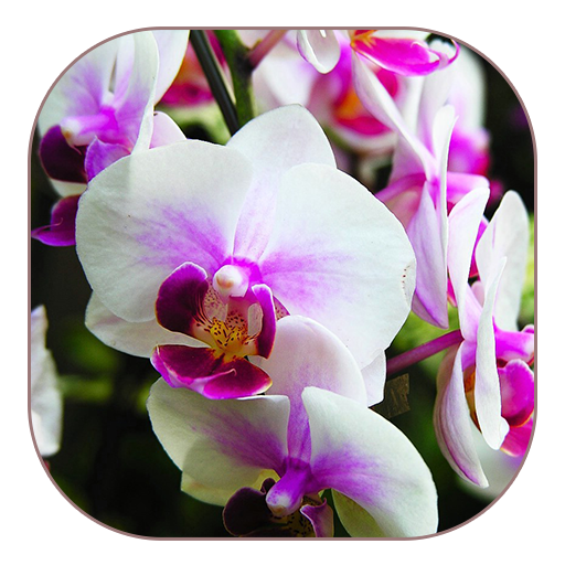 White Orchid Live Wallpaper icon