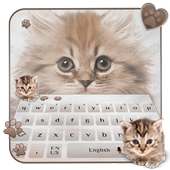 fluffy cat keyboard cute brown maine coon on 9Apps