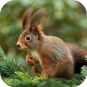 Squirrel Sounds icon