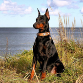 Doberman Dog HD Wallpapers icon