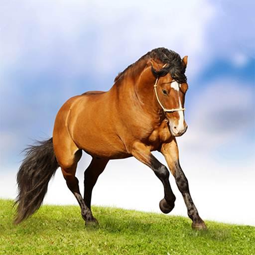 Horse Hd Wallpaper icon