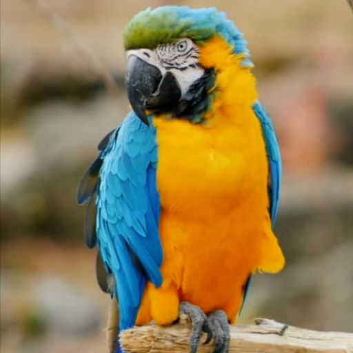 3d Birds Live Wallpaper Pro icon