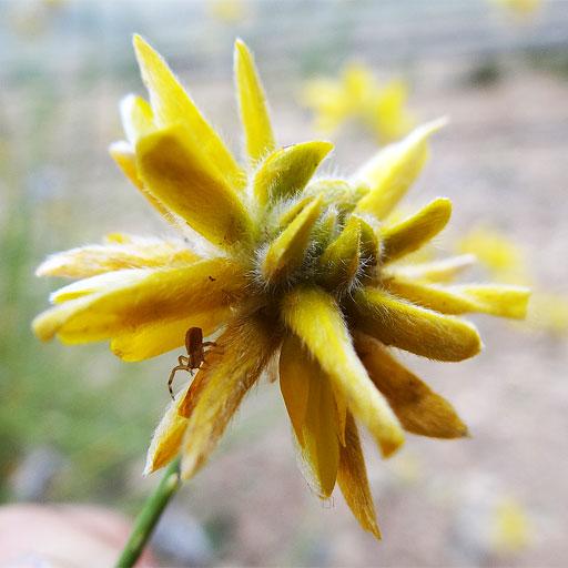 PlantEN (Plantas y Enemigos) icon