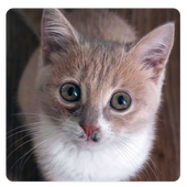 Cat Sound &amp; Ringtone icon
