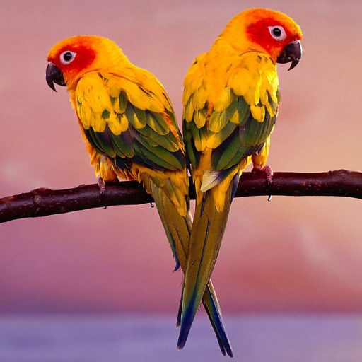 Birds Jigsaw Puzzles icon