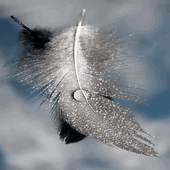 Bird Feather Live Wallpaper icon