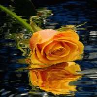 Yellow Rose Reflection LWP on 9Apps
