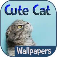 Cute Cat Wallpapers