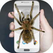 Spider on Screen Simulator icon