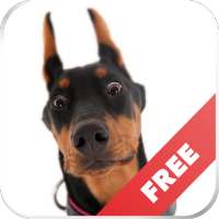 Sounds of dogs - play, tease, teach the dog on 9Apps