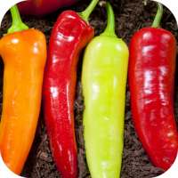 Hot Chili Peppers Wallpaper