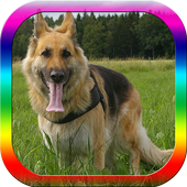 Dog Obedience Training icon