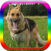 Dog Obedience Training