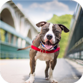 Dog smile. Live wallpaper icon