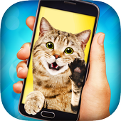 Cat Video Call icon