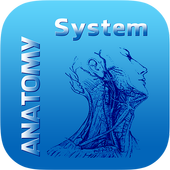 Human Anatomy System icon