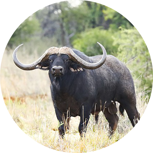 Buffalo &amp; Bison Sounds icon