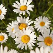 Roman Chamomile Essential Oil Benefits and Usage on 9Apps