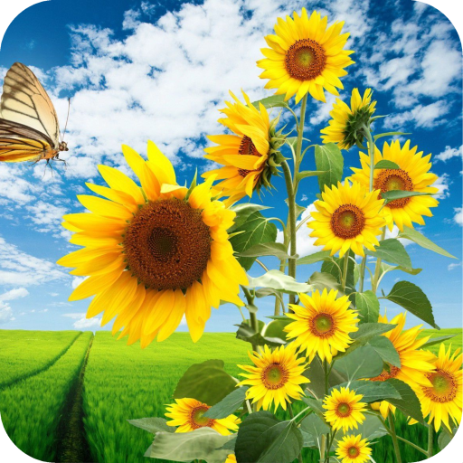 Sunflower HD Wallpaper icon