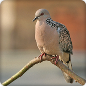 Spotted Dove Bird Call Sounds Ringtone أيقونة