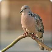 Spotted Dove Bird Call Sounds Ringtone on 9Apps