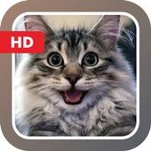 Cats Wallpapers HD icon