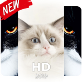 Cat Wallpapers 4K icon