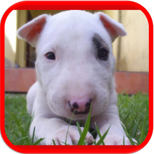 Cómo entrenar a tu perro icon