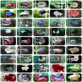 Slide Fighting fish World icon