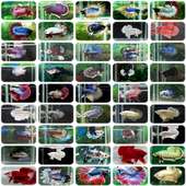 Slide Fighting fish World