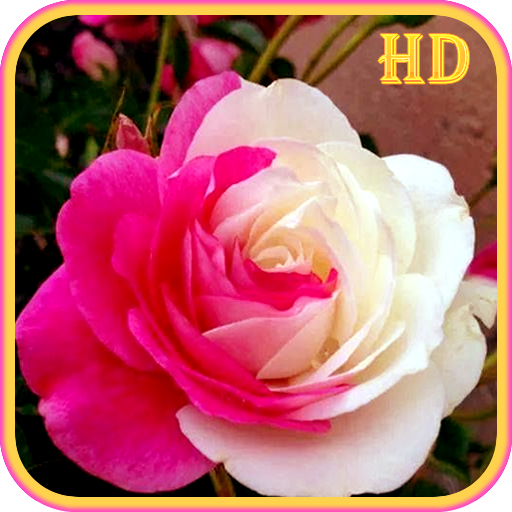 Imagenes de Flores y Rosas icon