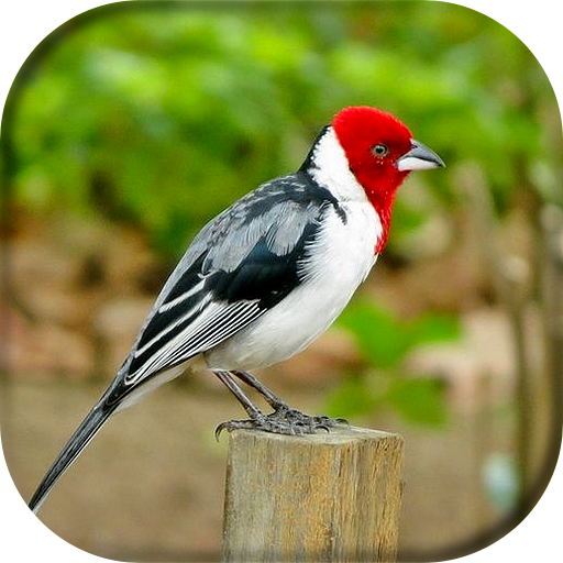 Song of Cabeça Vermelha icon