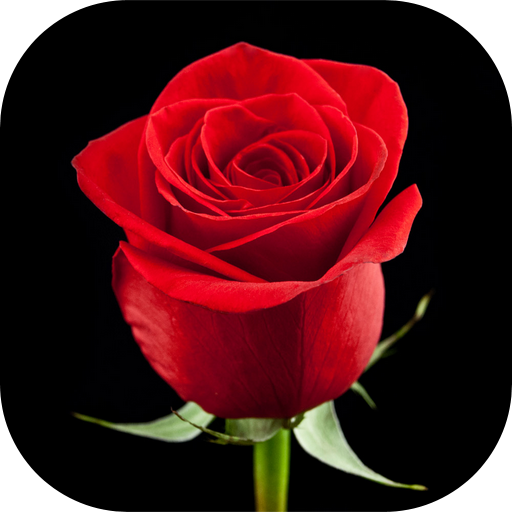 Flowers and Roses Images Wallpaper GIF icon