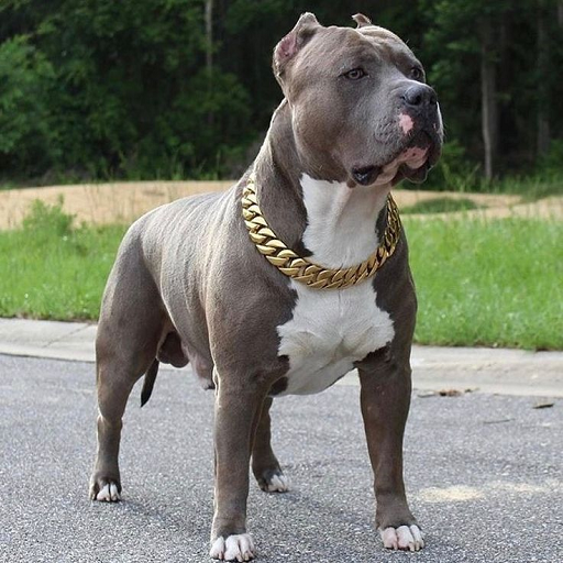 Pit bull Dog HD Wallpapers icon