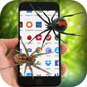 Spider on Screen Funny Prank