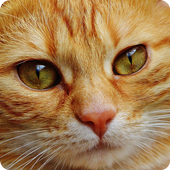 Test: The breed of cats in the sign of the zodiac icon